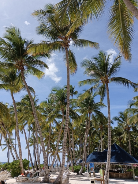Excursão a Ilha Saona